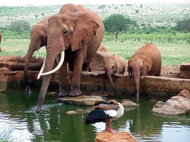 Amboseli & Tsavo Wildlife Safari
