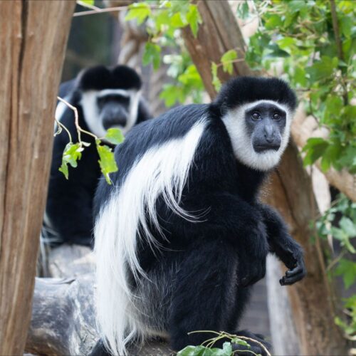 Nyungwe Forest Chimpanzee Trek
