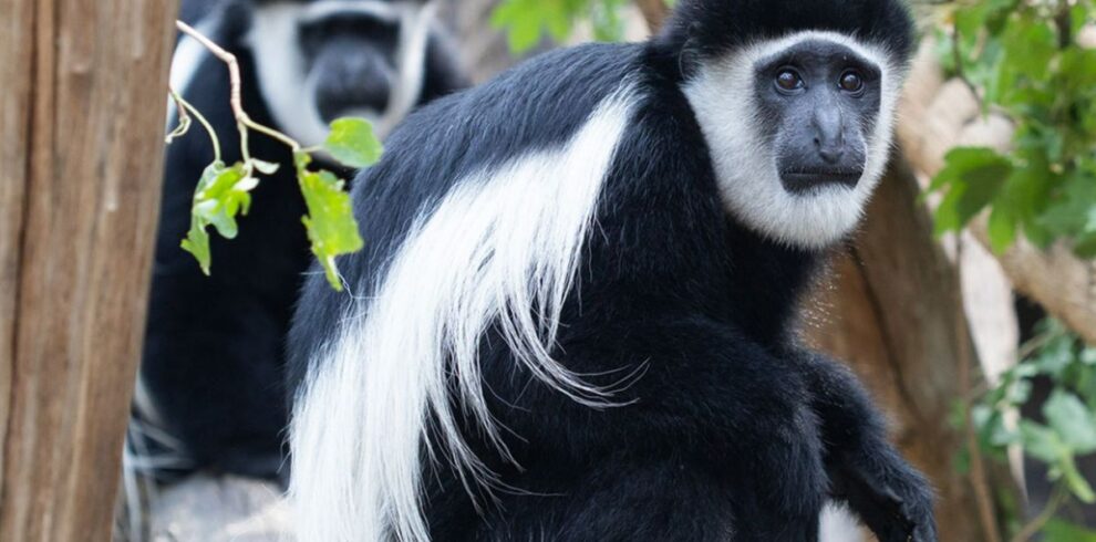 Nyungwe Forest Chimpanzee Trek