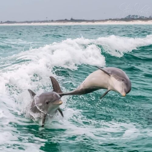 Zanzibar Marine Adventure