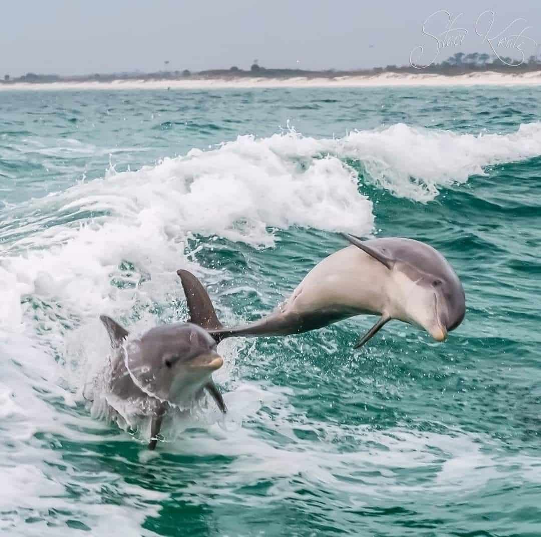 Zanzibar Marine Adventure