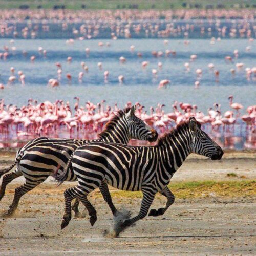 Tanzania Express Safari