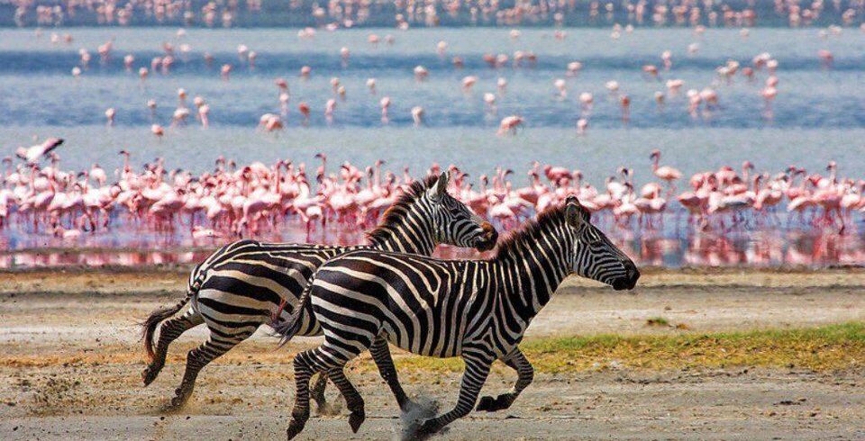 Tanzania Express Safari