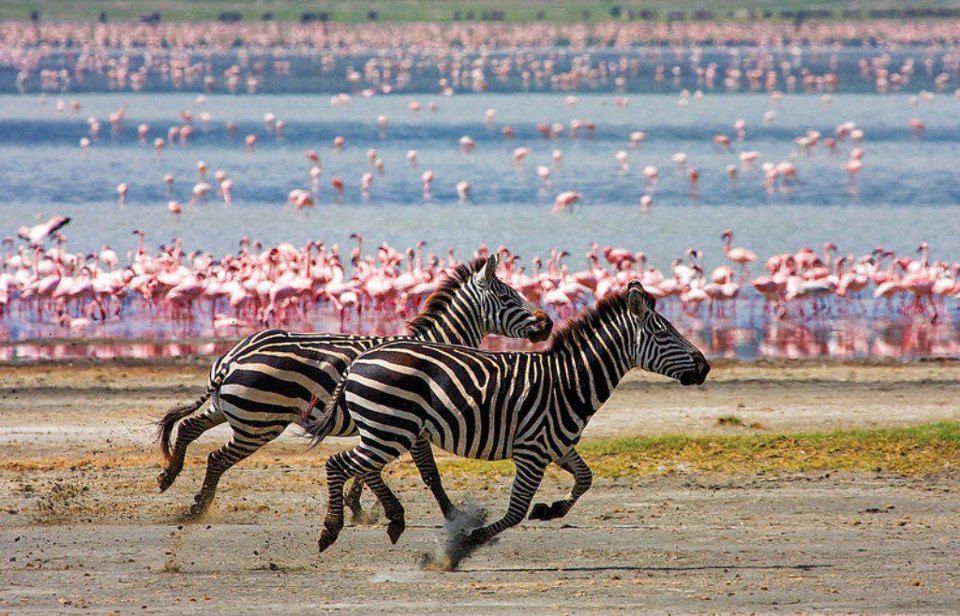 Tanzania Express Safari