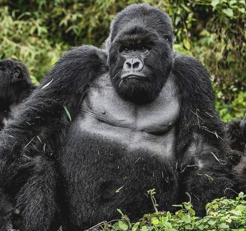 Rwanda Gorilla Trekking Safari