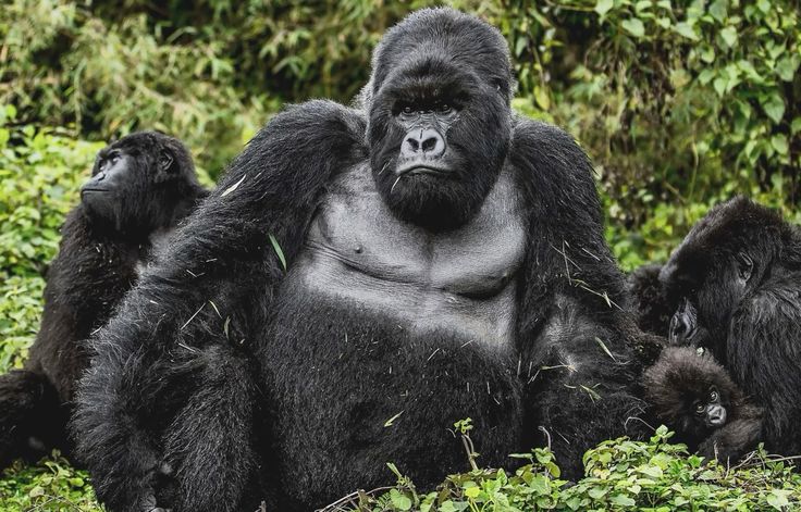 Rwanda Gorilla Trekking Safari