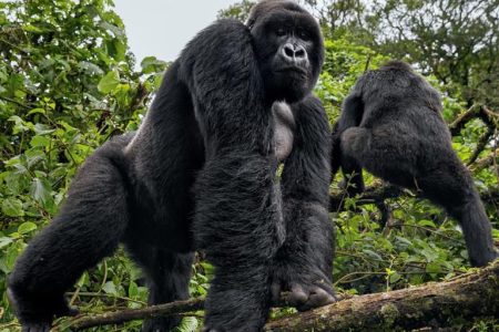 silverback Jewel of the jungle